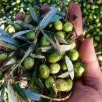 Italian olive oil. olives in my hand