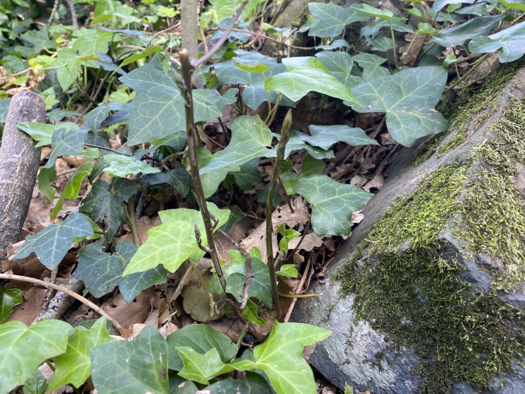 Rome in winter Produce
wild asparagus foraging
Rome in February